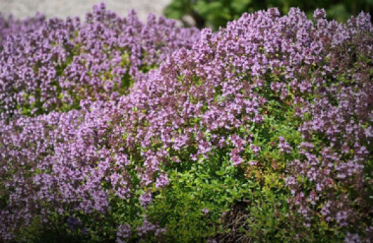 Planter, der dækker jorden
