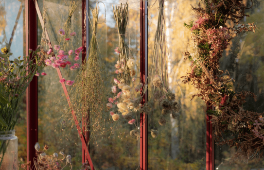 Hvilke snitblomster kan tørres?