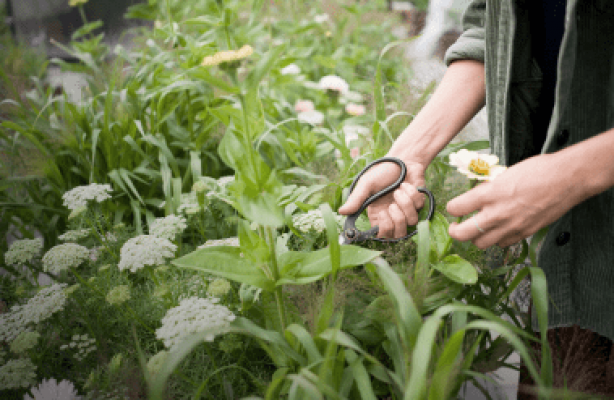 Dyrk snitblomster på lidt plads