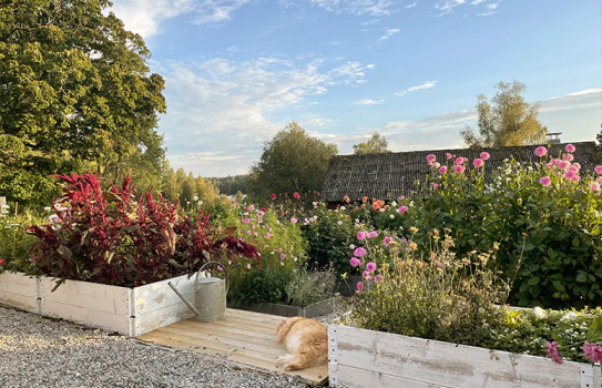 Sådan maksimerer du din dyrkning af snitblomster