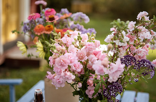 Dyrk snitblomster – vælg de rette sorter til dine buketter
