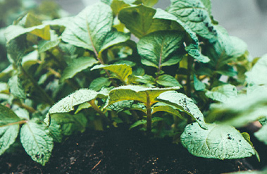 Forspiring af kartofler