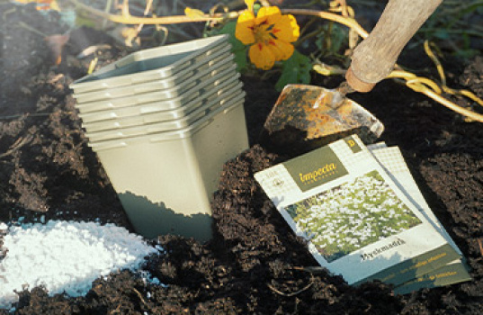 Så stauder udendørs