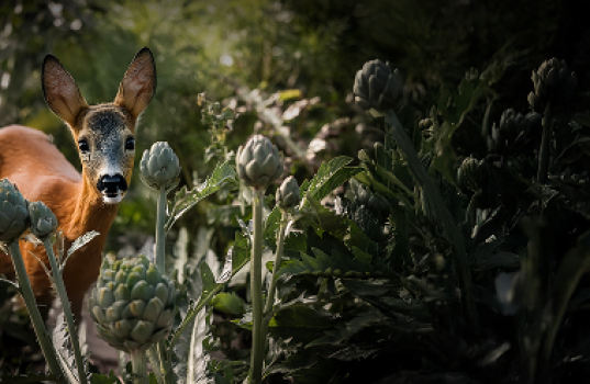 Rådyr i haven – hvordan beskytter vi vores planter?