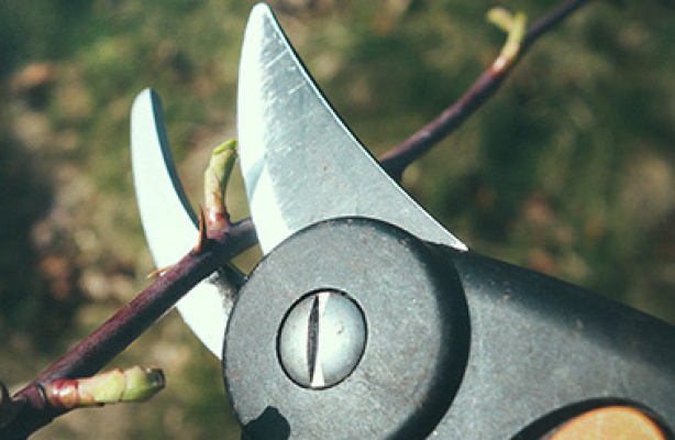 Beskær roser – hvornår og hvordan?