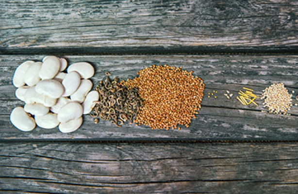 Frø til det nordiske klima