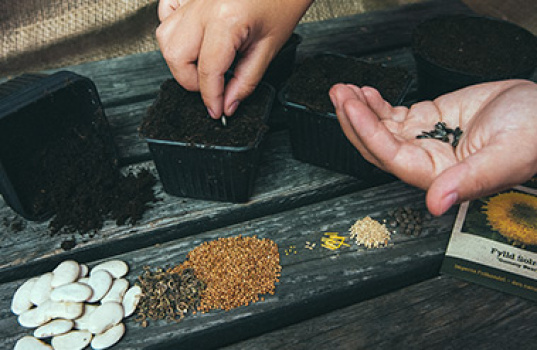 Frø – mængde og pris