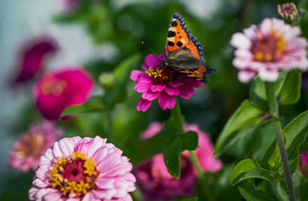 7 nemme sommerblomster
