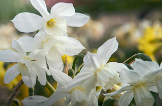 Dyrk forårsblomstrende narcisser