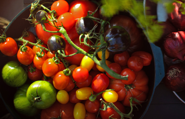 Dyrk tomater som en professionel – 5 tips til en god høst