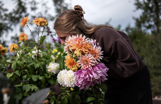 Dyrk dahliaer i blomsterbede og krukker