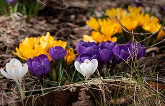 Plant krokus til insekter