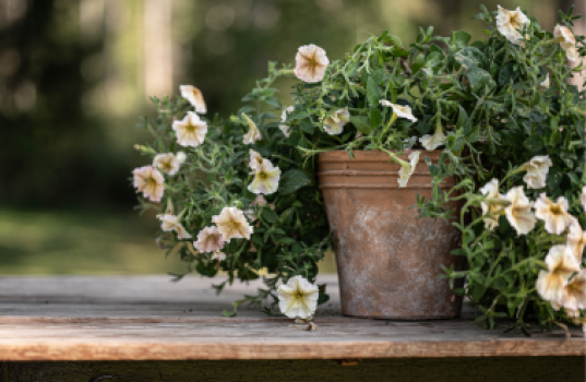 Hvornår skal jeg plante petunia?