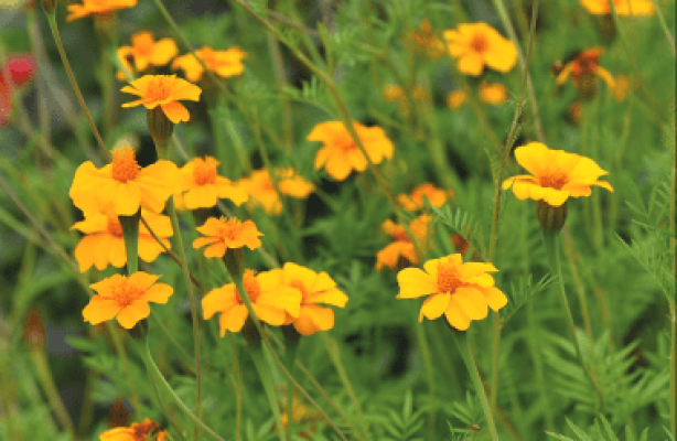 Dyrk tagetes for en bedre jord