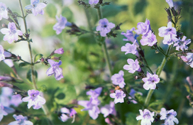 Stauder til blomstring den første sommer