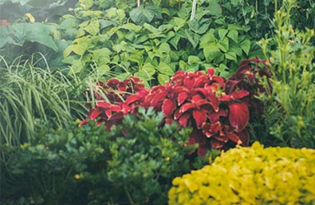 Smukke blade i blomsterbed og potte