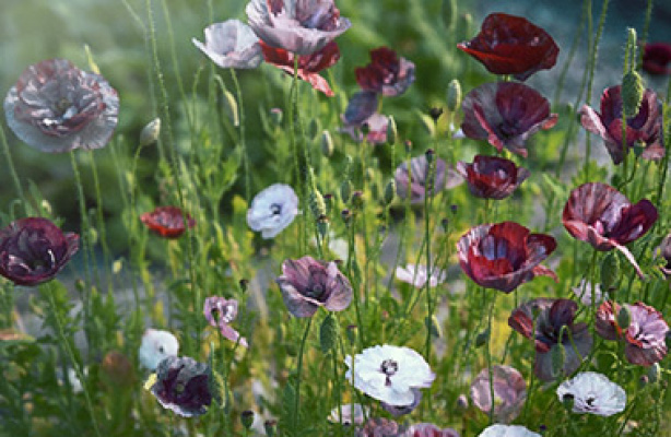 Valmuer på eng og i blomsterbed