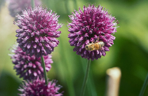 Allium - blomstrende kugler