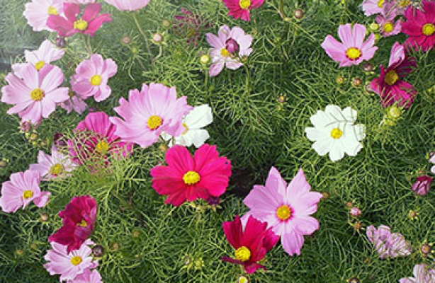 Få sommerblomsterne til at blomstre