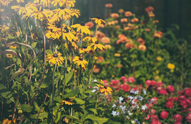 Blomsternes farve og form – planlæg dit blomsterbed