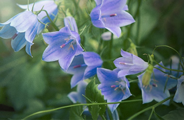 Blåklokker til naturgrund, blomsterbed og krukke