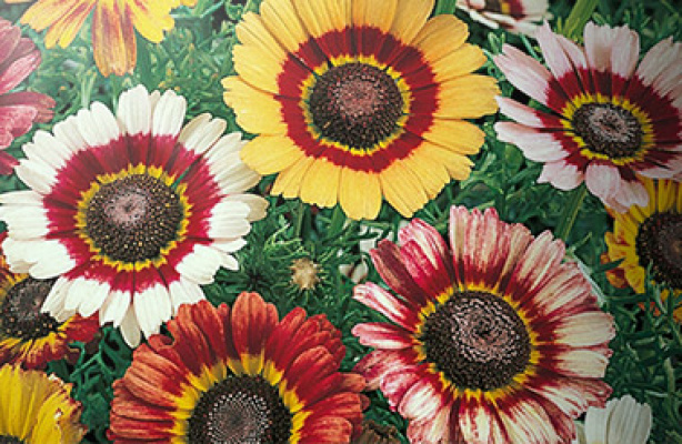 Margueritter, krysantemum og rejnfaner