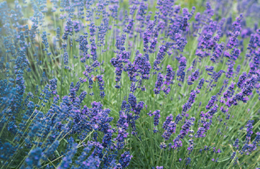 Sådan dyrker du lavendel