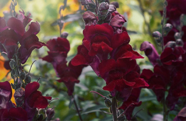 Løvemund til blomsterbed og potte