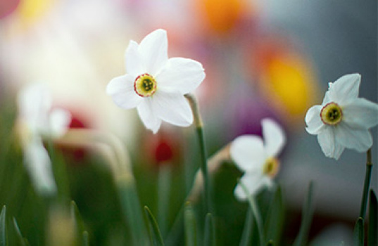 Forårsblomstrende løg mellem stauder