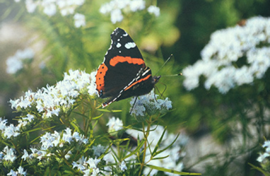 Dyrk mynte i blomsterbed og krukke