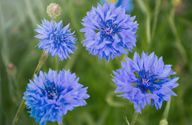 Så og dyrk kornblomster