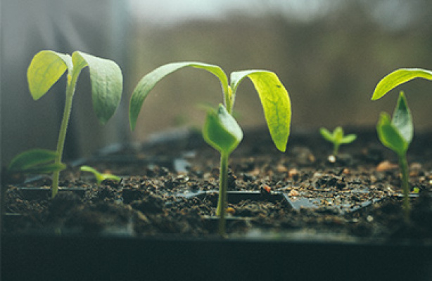 Omplant frøsåede planter