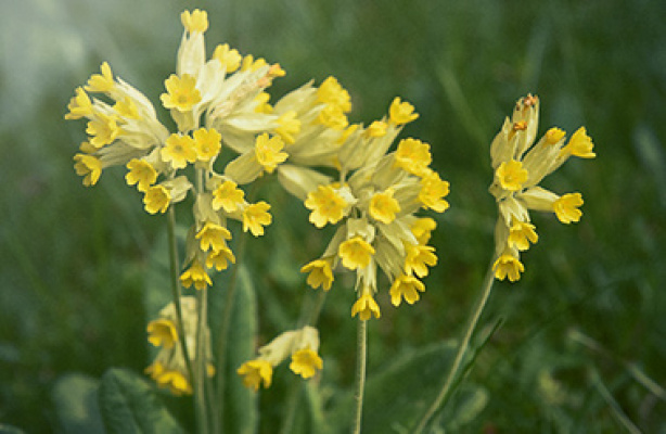 Primula - forårets smukke kodriver