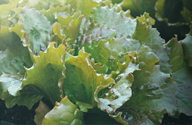Dyrk salat til en salat