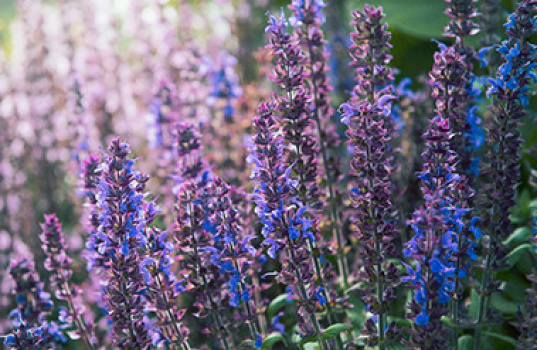 Salvie - blomst og krydderurt