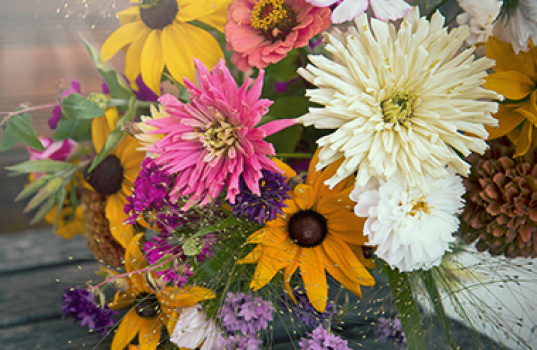 Havens afskårne blomster og buketter