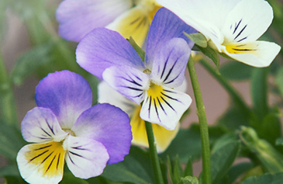 Vilde violer og skønne stedmoderblomster