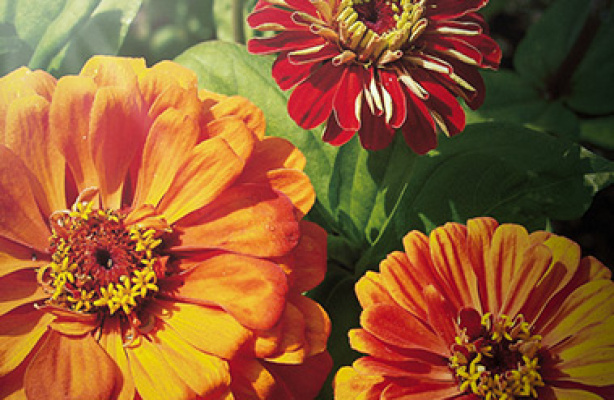 Zinnia i haven og buketten