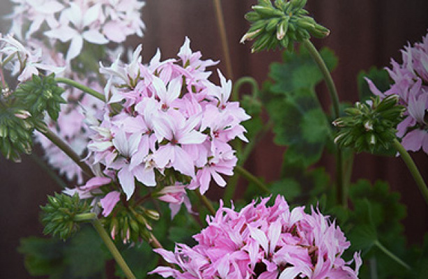 Hvornår skal jeg så pelargonier?