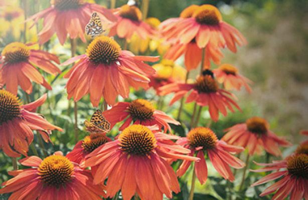 Blandt solhatte og rudbeckier
