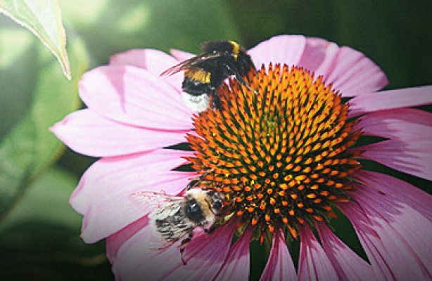 Blomster til insekterne