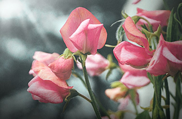 Dyrk ærteblomster - fra frø til buket