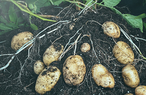 Høst og opbevar kartofler