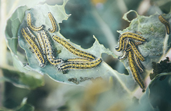 Skadedyr og sygdomme - beskyt dine planter