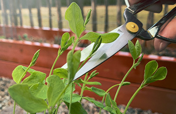 Top dine frøsåede planter