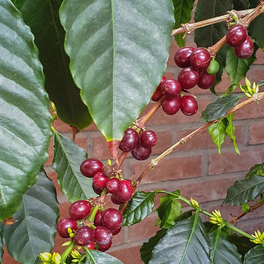 Kaffetræ i gruppen Frø / Flerårige potteplanter hos Impecta Fröhandel (100)