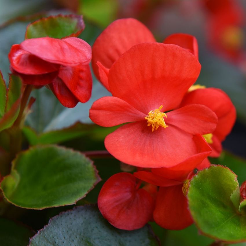 Sommerbegonia F1 'Super Olympia Red' i gruppen Frø / Etårige blomster hos Impecta Fröhandel (10055)