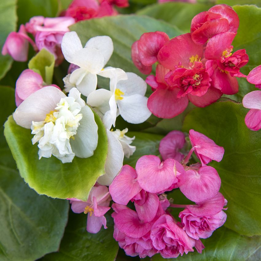 Sommerbegonia F1 'Queen mix'