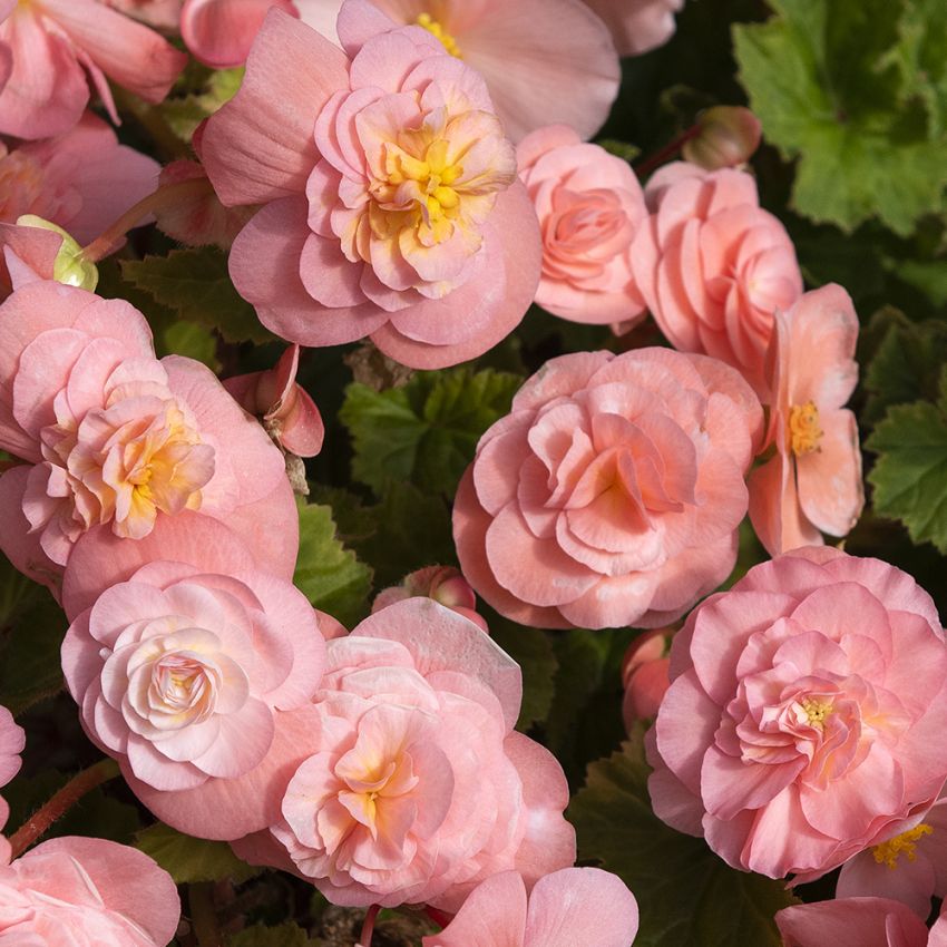 Knoldbegonia F1 'Fortune Pink' i gruppen Frø / Etårige blomster hos Impecta Fröhandel (10058)
