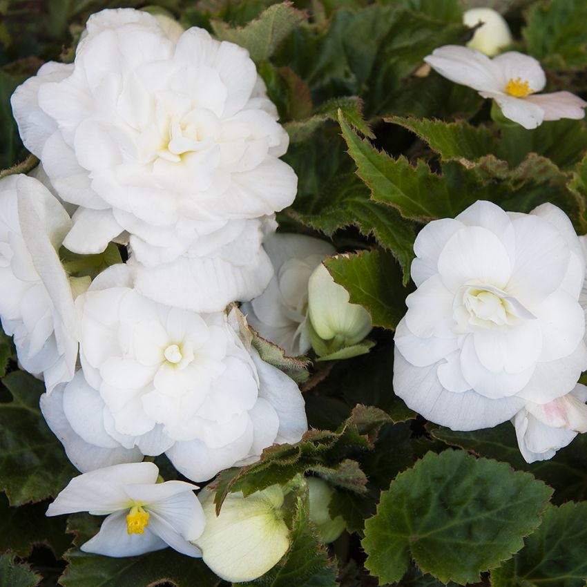 Knoldbegonia F1 'Fortune White' i gruppen Frø / Etårige blomster hos Impecta Fröhandel (10059)